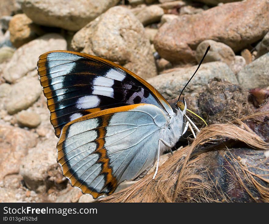 A close-up of the Butterfly (Apatura schrenski). Rare, big and beautiful butterfly. Profile. South of Russian Far East. A close-up of the Butterfly (Apatura schrenski). Rare, big and beautiful butterfly. Profile. South of Russian Far East.