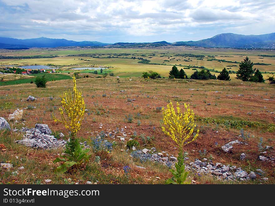 Green meadow and firs on hill over gray sky. Green meadow and firs on hill over gray sky