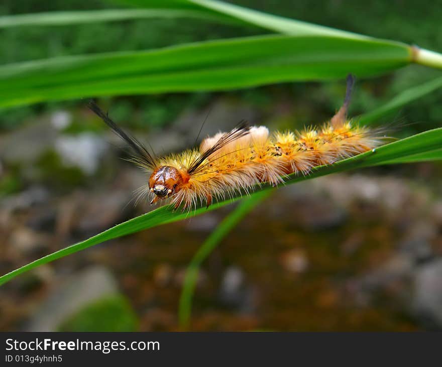 A close-up of the very haired yellow caterpillar on grass-blade. Russian Far East, Primorye. A close-up of the very haired yellow caterpillar on grass-blade. Russian Far East, Primorye.