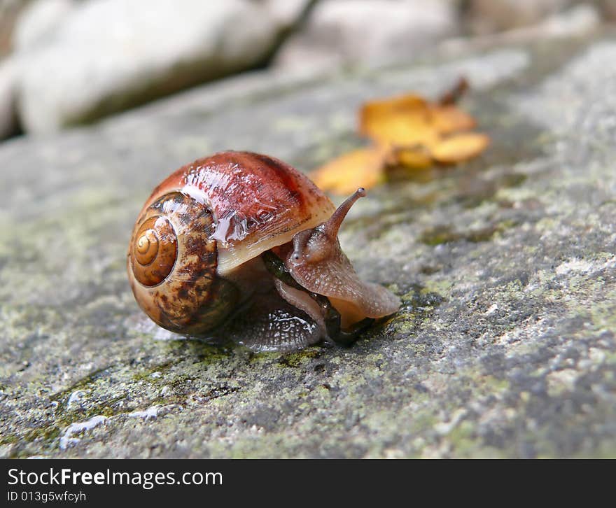 A close-up of the snail on stone. Russian Far East, Primorye. A close-up of the snail on stone. Russian Far East, Primorye.