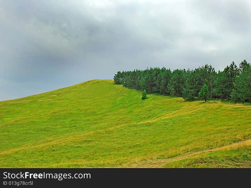 Green meadow and firs on hill over gray sky. Green meadow and firs on hill over gray sky