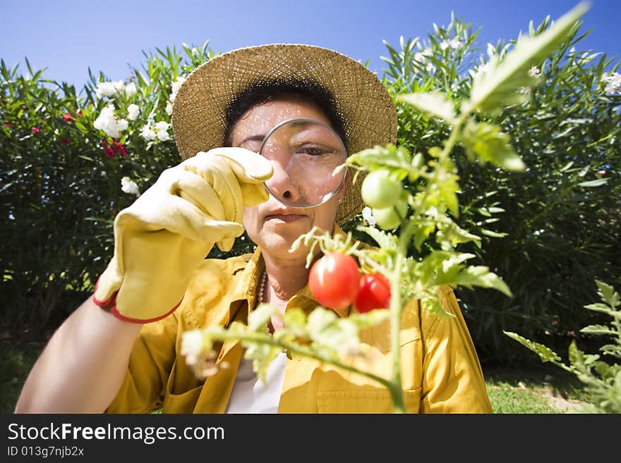 Senior Italian woman looking at tomato plant with magnifying glass. Senior Italian woman looking at tomato plant with magnifying glass