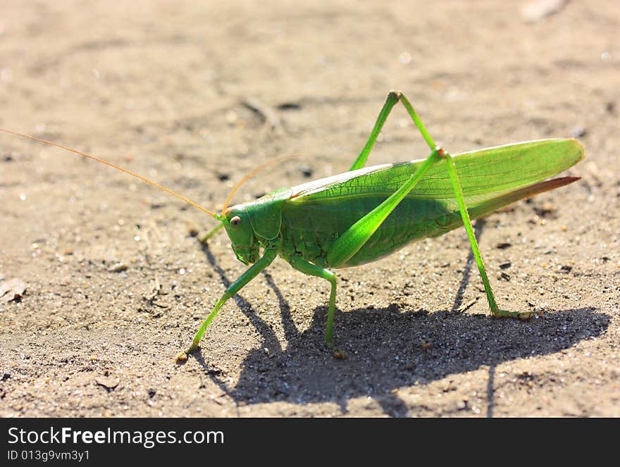 Green Locust