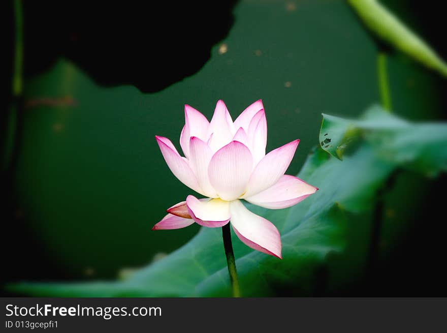 A lotus blooming among green leaves in pond.