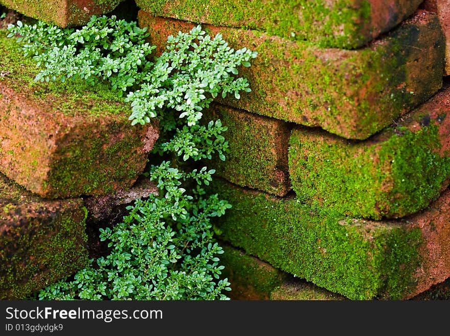 A plant growing between moss covered wet bricks. A plant growing between moss covered wet bricks