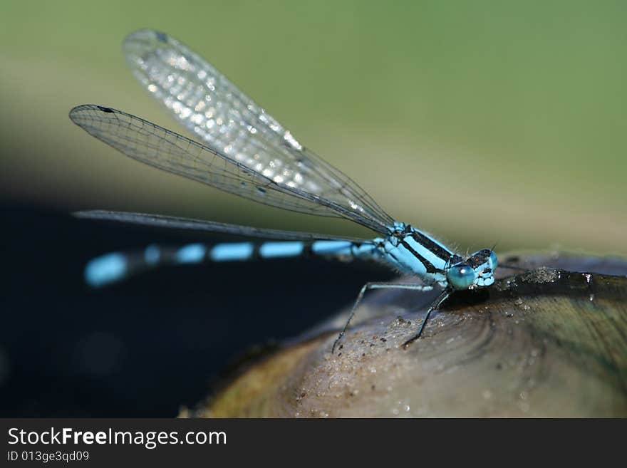 Blue dragonfly and shell 3