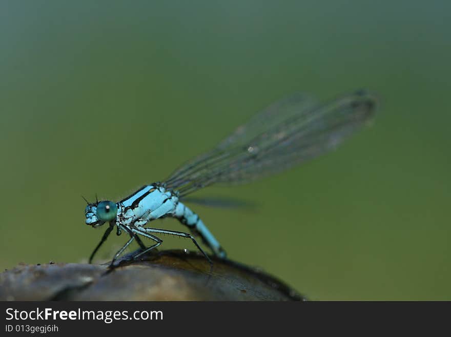 Blue dragonfly and shell 4