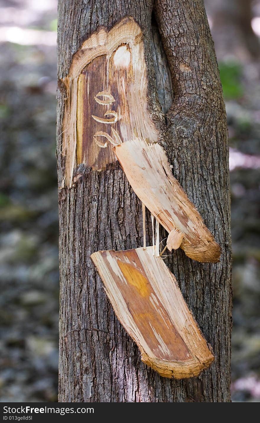 A tree numbered for felling. A tree numbered for felling