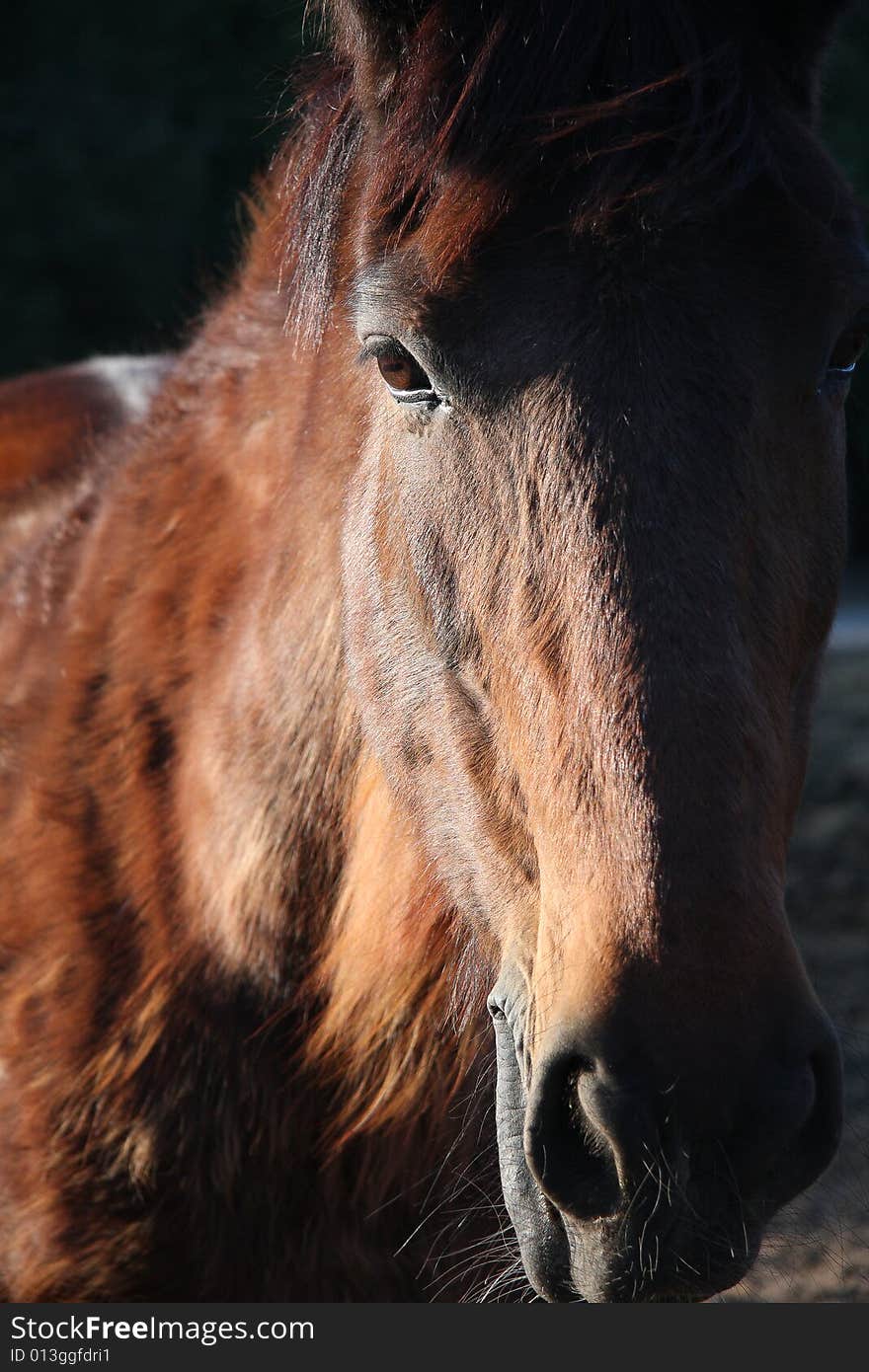 Close up photo with horse head. Close up photo with horse head