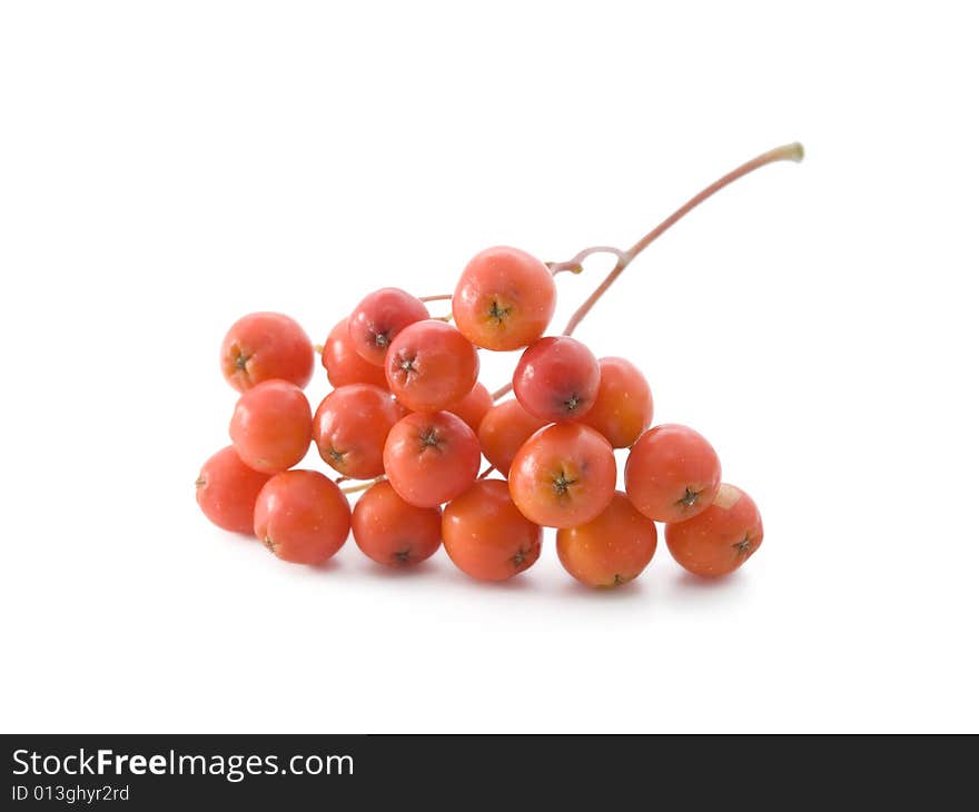 Bunch of red ashberries on white background. Bunch of red ashberries on white background.