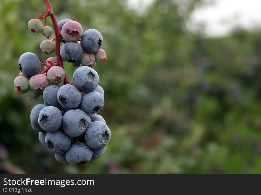 Blueberries