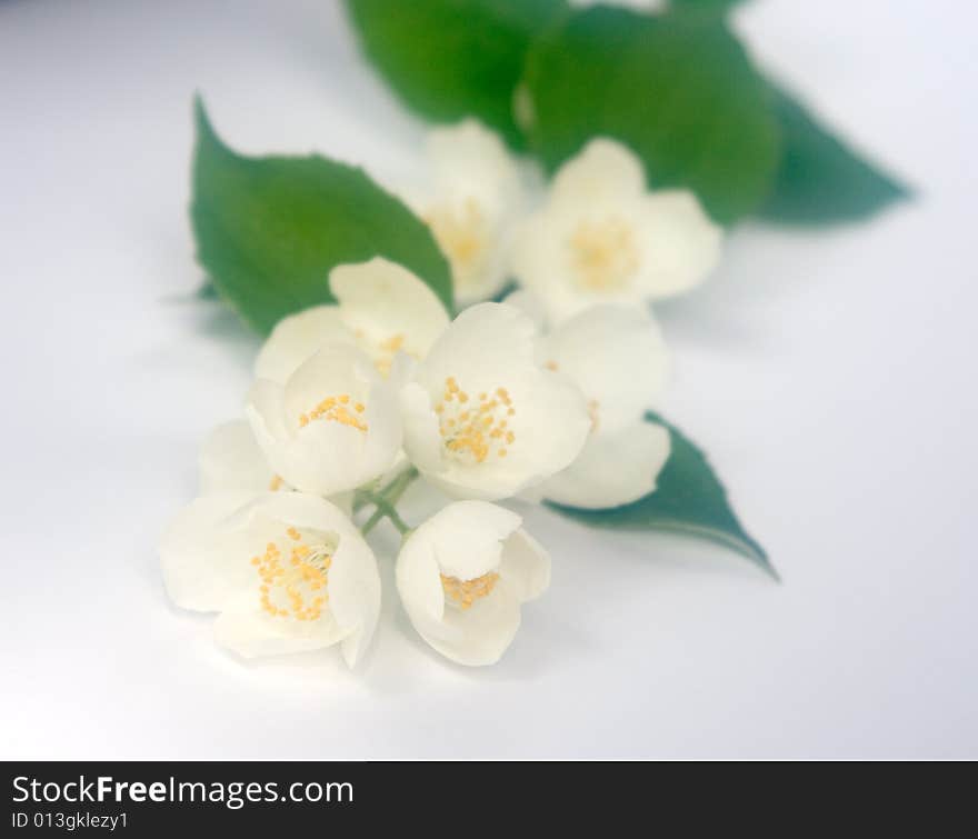 White jasmin flowers. Used optical fog filter.