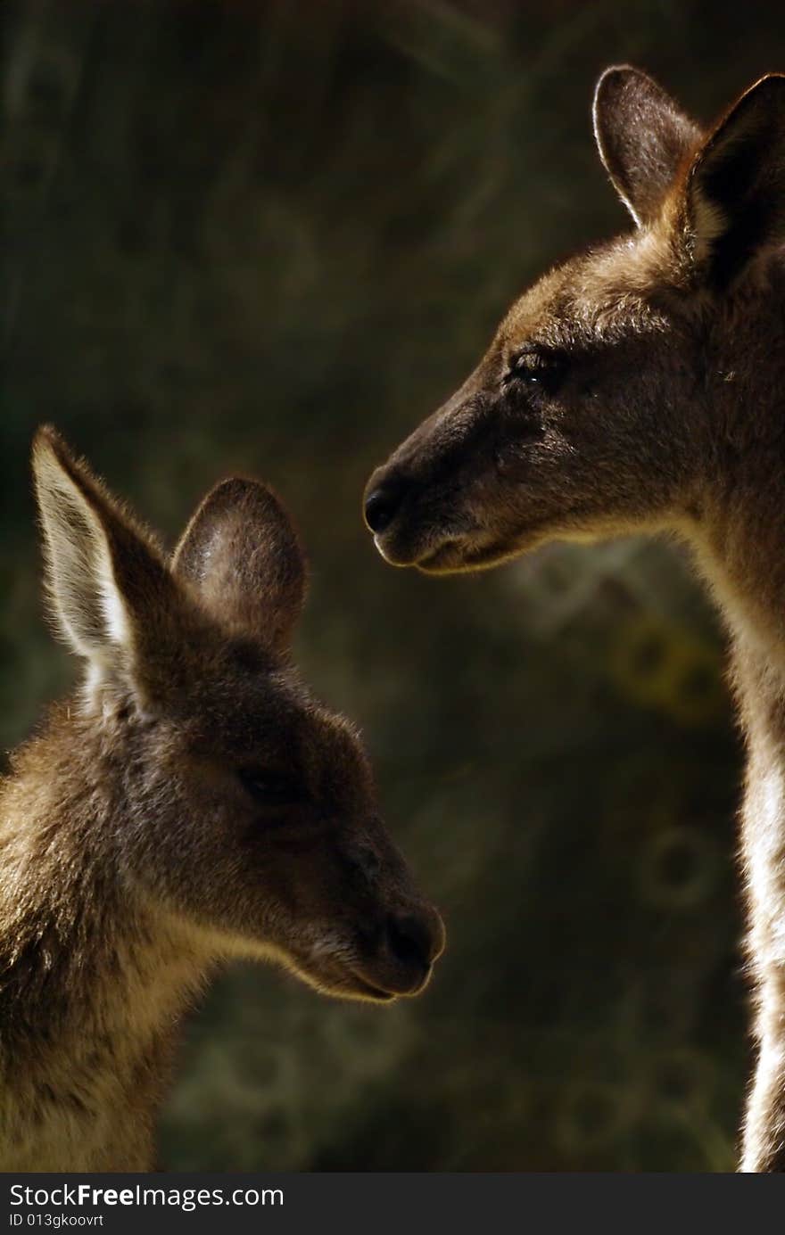 Kangaroo couple face to face on green backgound. Kangaroo couple face to face on green backgound