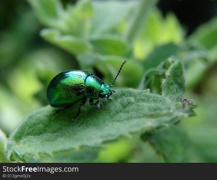 Green beetle on the leaf. Green beetle on the leaf.