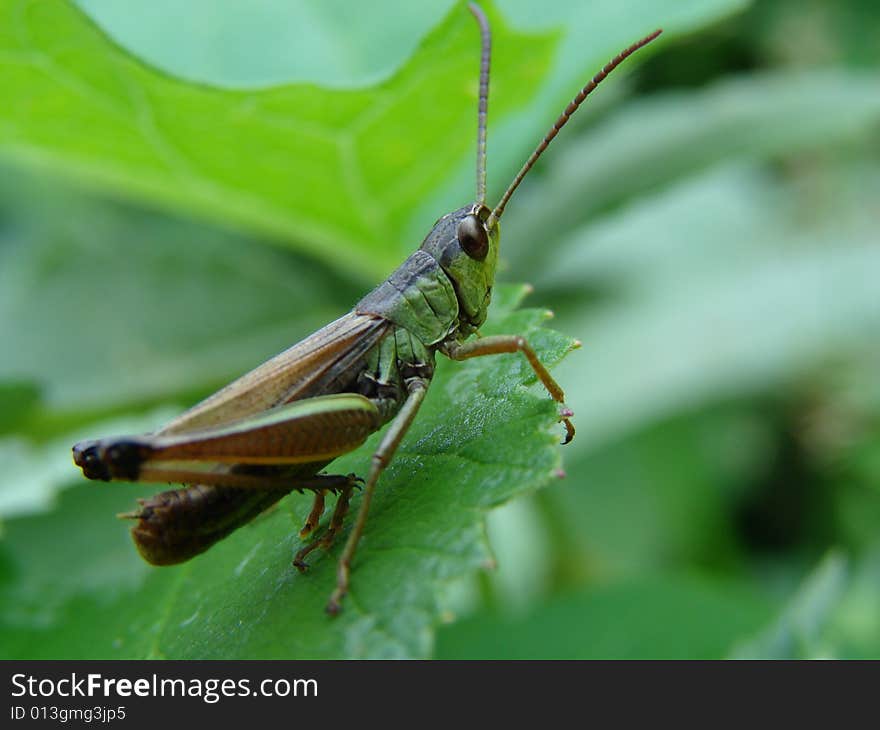 Grasshopper on the leaf, closeup shot.