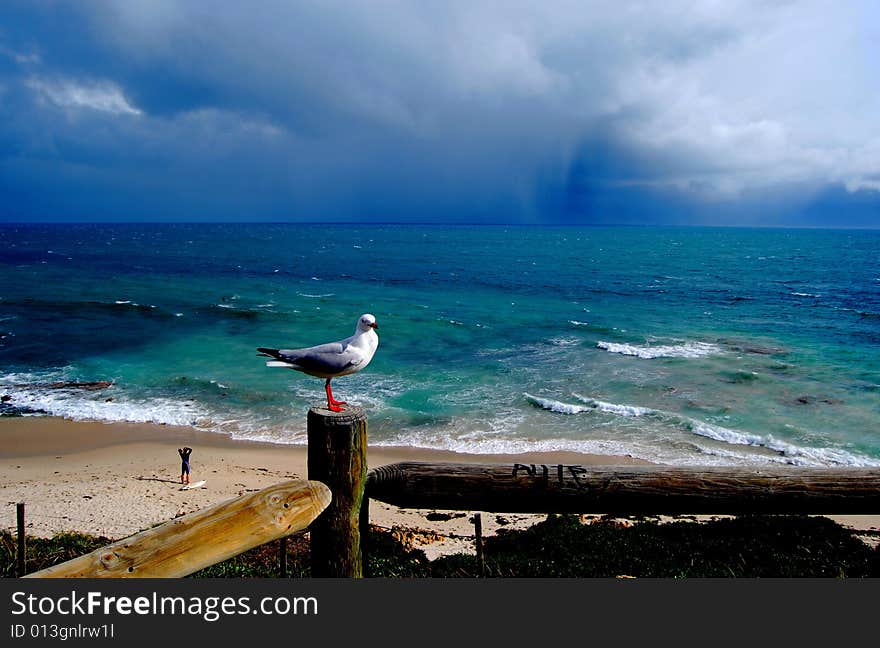 Seagull awaits encroaching winter storm. Seagull awaits encroaching winter storm