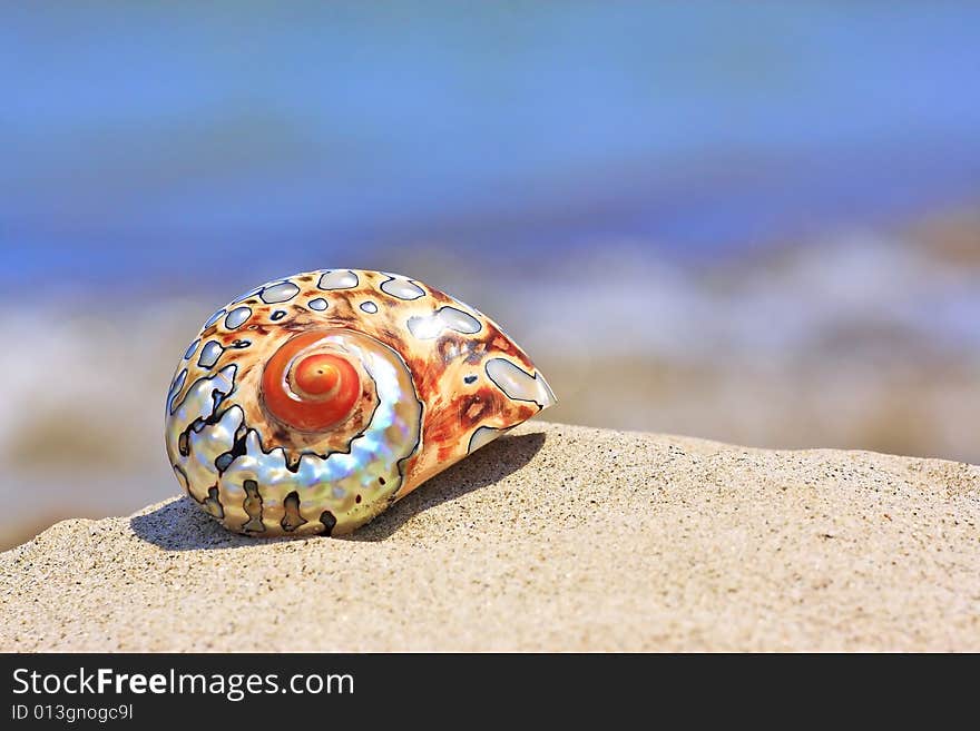 colorful shell on sandy tropical beach. colorful shell on sandy tropical beach