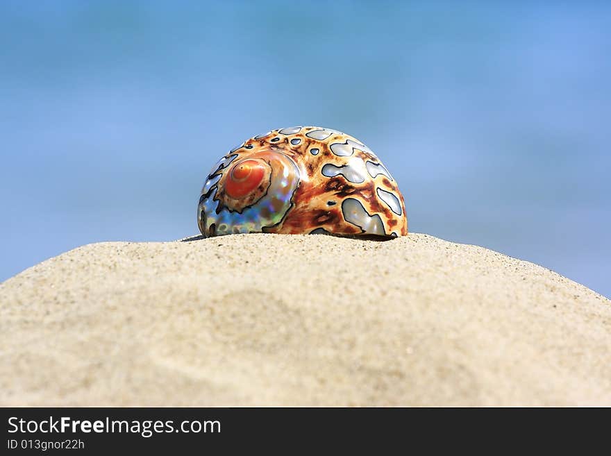 Colorful shell on sandy tropical beach. Colorful shell on sandy tropical beach