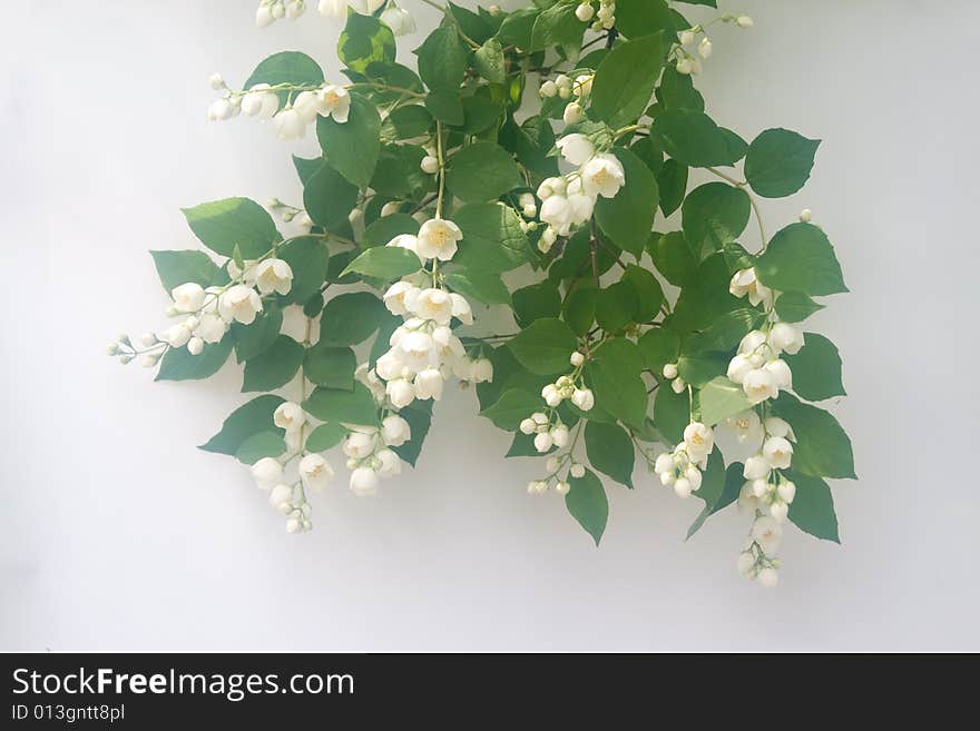 White jasmin flowers