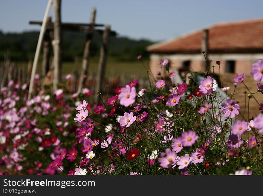 The beautiful calliopsis flower in summer