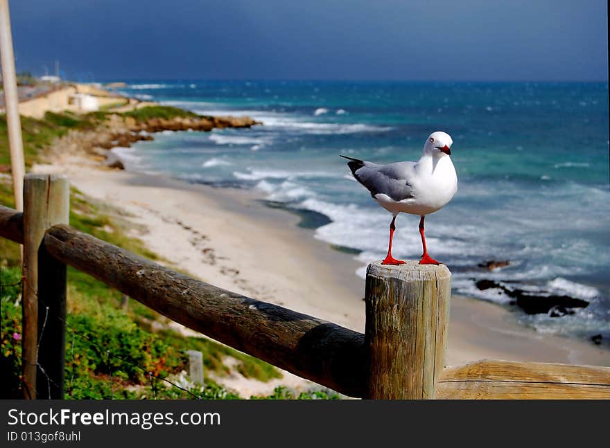 Seagull awaits encroaching winter storm. Seagull awaits encroaching winter storm