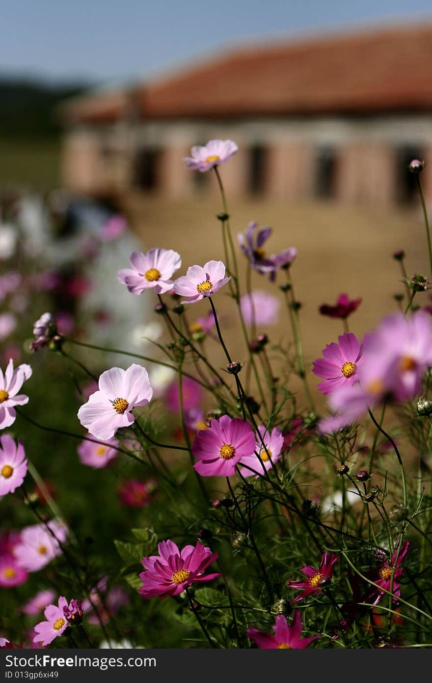 The beautiful calliopsis flower in summer