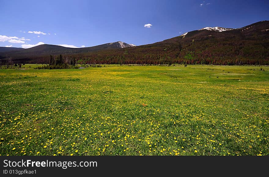 Field of yellow flowers