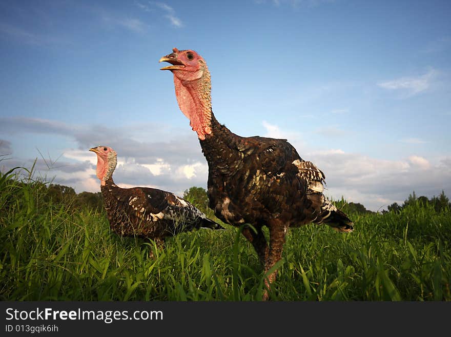 Eastern Wild Turkey