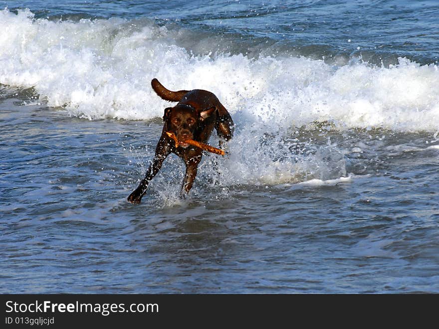 A chocolate lab plays fetch in the ocean