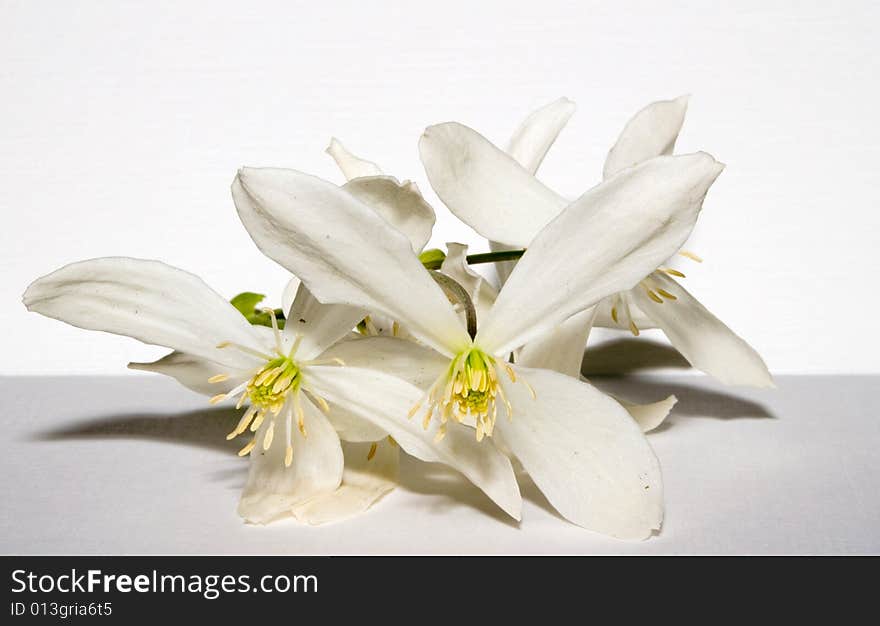 Closeup of some clematis flowers