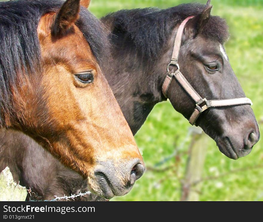 Head Profile of Brown & Black Horses