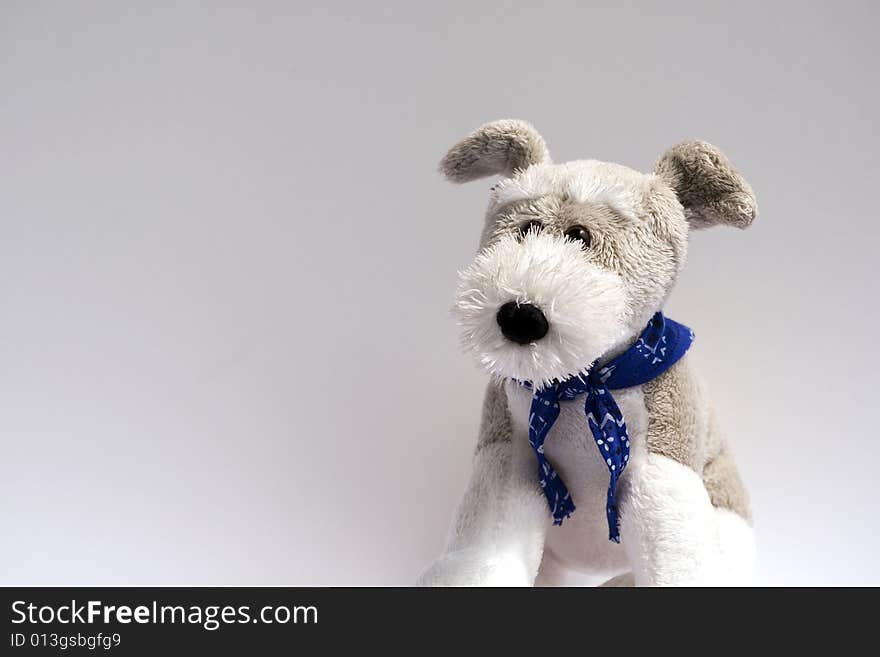 Toy schnauzer dog on white background. Toy schnauzer dog on white background