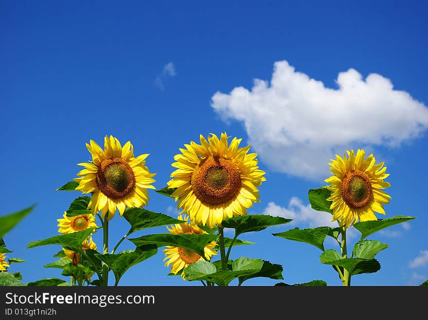 Sunflower field over cloudy blue sky