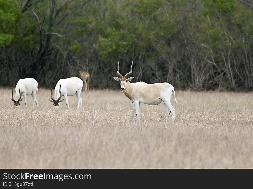 African Antelopes grazing in a field