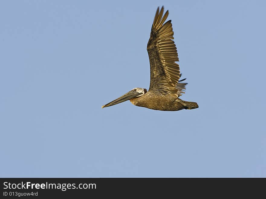 A Brown Pelican flying across a pond