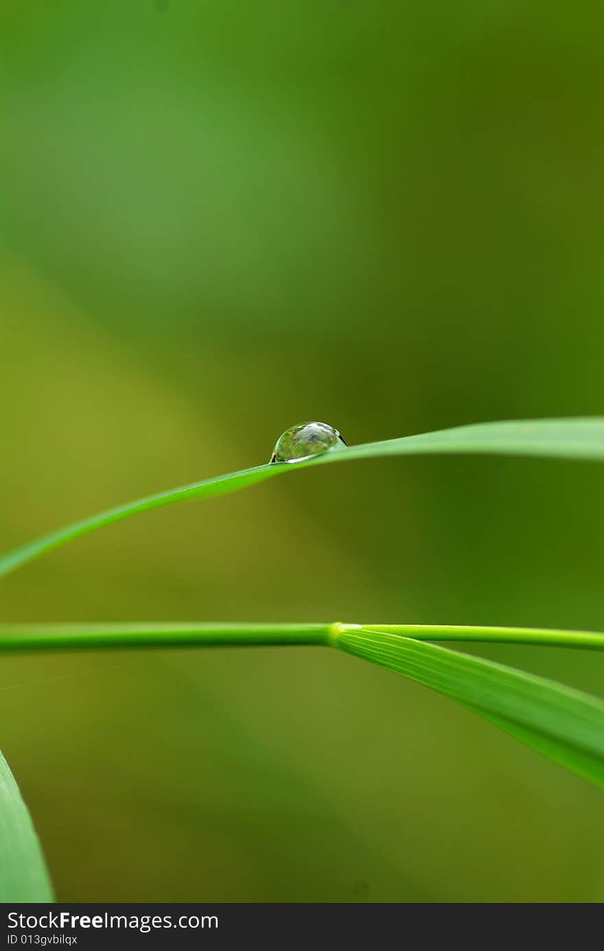 Drop on a blade of grass