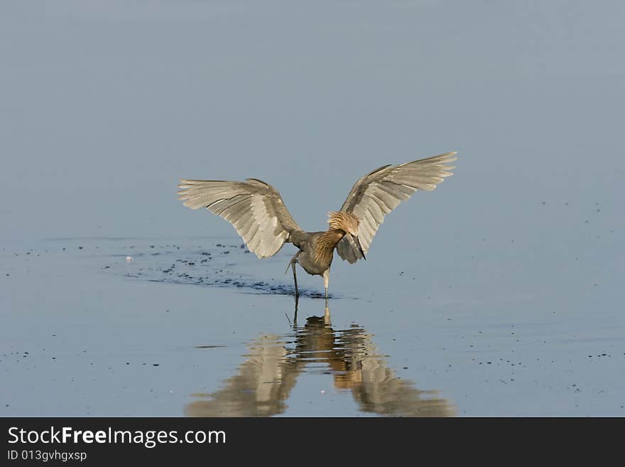 A Reddish Egret flapping his wings and fishing for a meal. A Reddish Egret flapping his wings and fishing for a meal