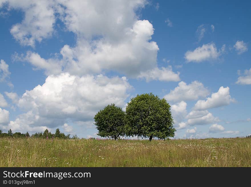 Summer Landscape