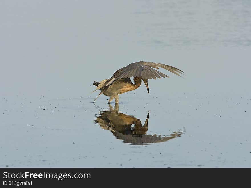 A Reddish Egret flapping his wings and fishing for a meal. A Reddish Egret flapping his wings and fishing for a meal