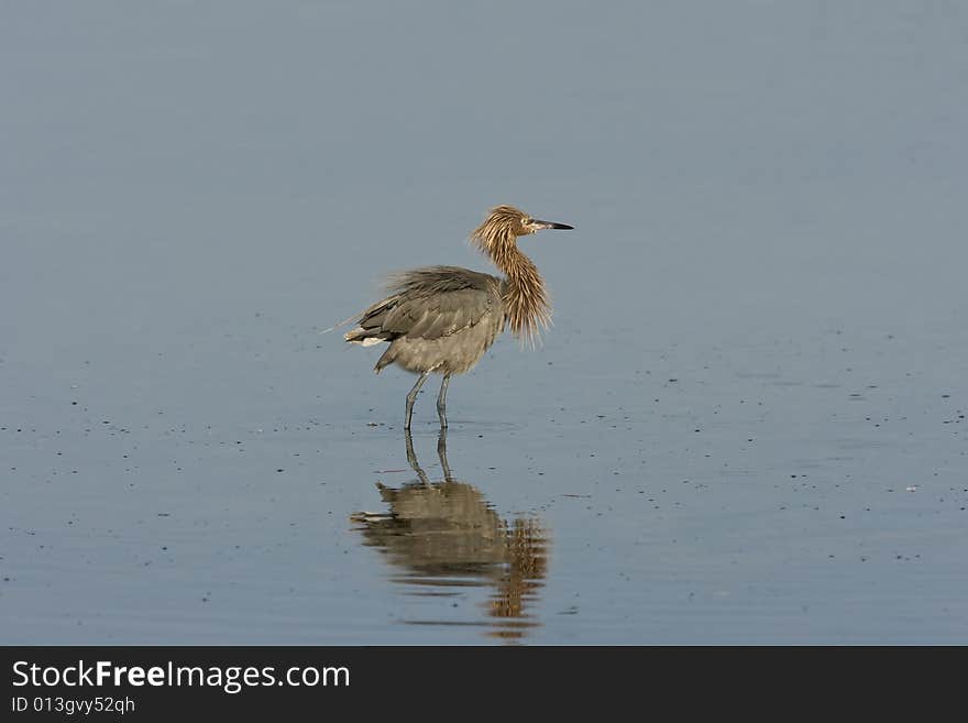 A Reddish Egret shaking the water off