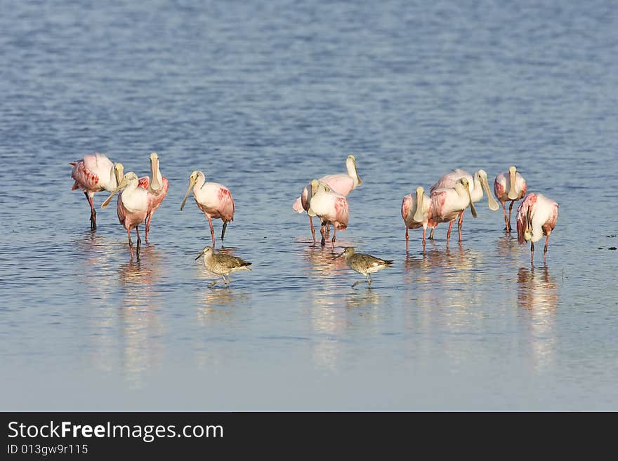 Roseate Spoonbills Preening