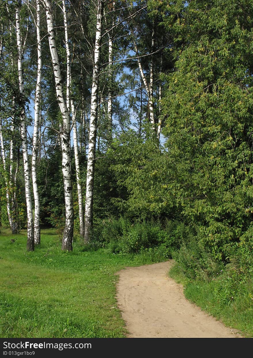 Birch group near earth path in the morning. Birch group near earth path in the morning