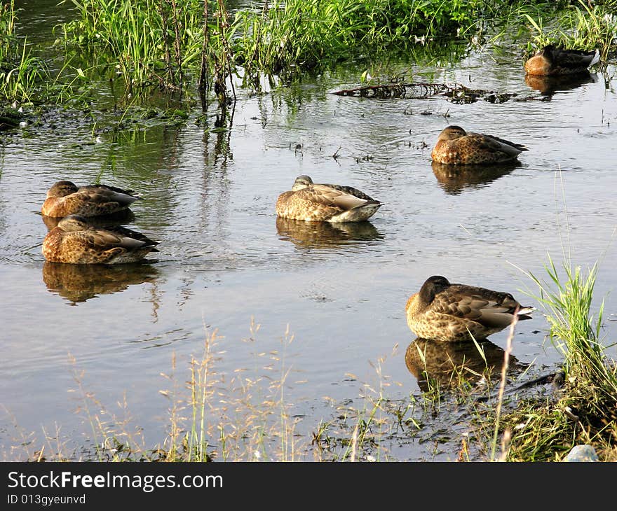 Sleeping ducks in brook