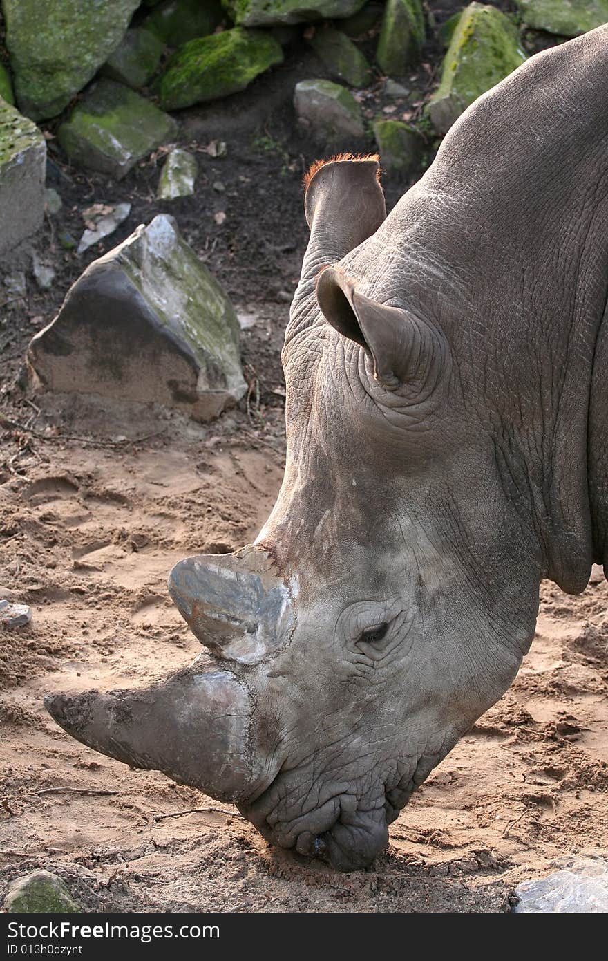 Portrait Of A Rhino