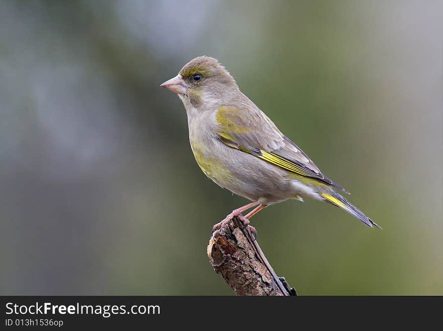 Greenfinch (Carduelis chloris)