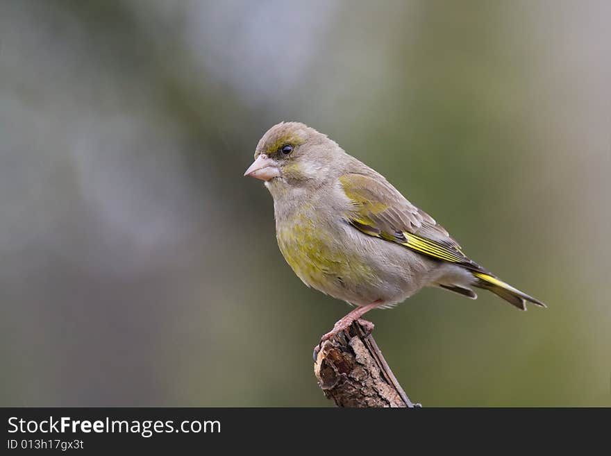 Greenfinch (Carduelis Chloris)