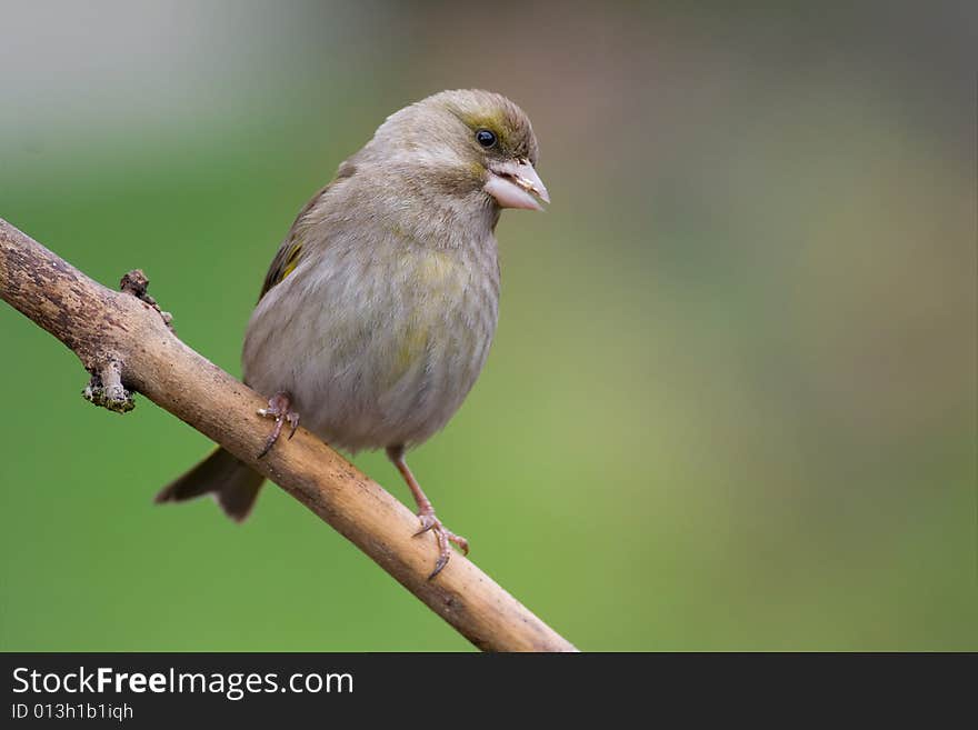 Greenfinch (Carduelis chloris)