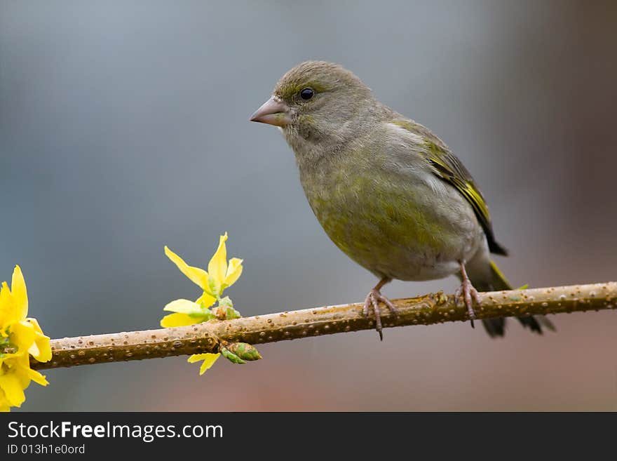 Greenfinch (Carduelis Chloris)