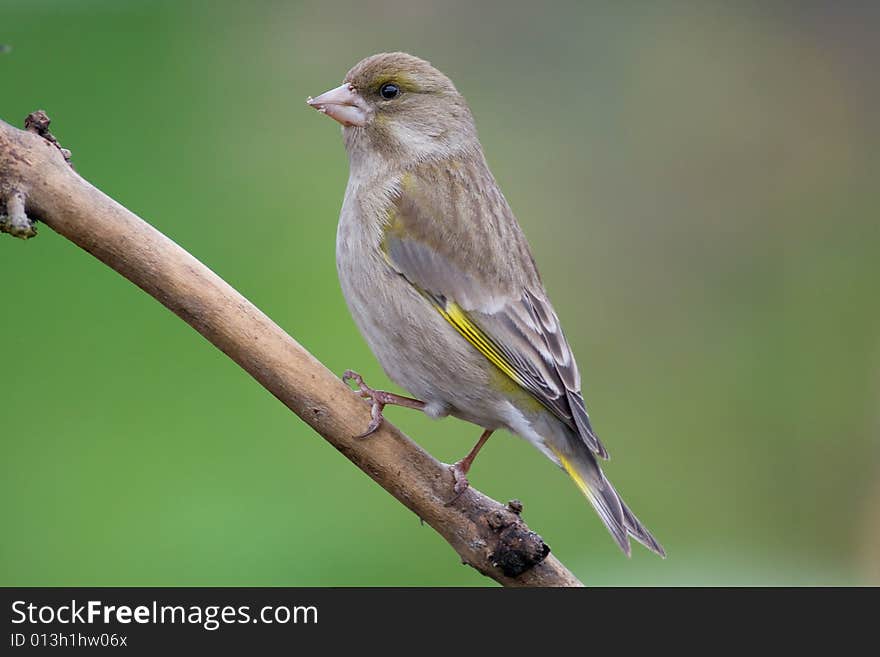 Greenfinch (Carduelis chloris)