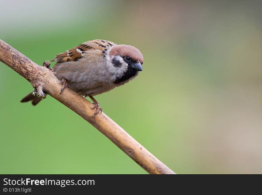 Bird - Tree Sparrow